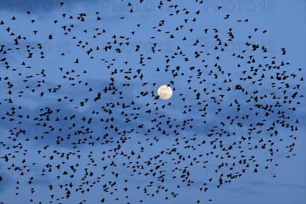 Flock of starlings in flight in front of full moon, Switzerland, Europe