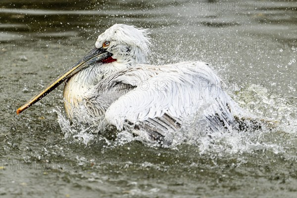 Dalmatian pelican (Pelecanus crispus), bathing, France, Europe