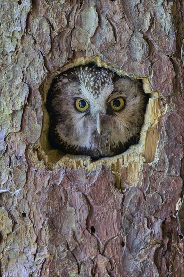 Great Horned Owl (Aegolius funereus), Bavaria, Germany, Europe