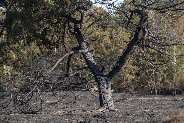 Consequences of a forest fire in the German-Dutch border region near Niederkrüchten-Elmpt, in the nature reserve De Meinweg, Netherlands