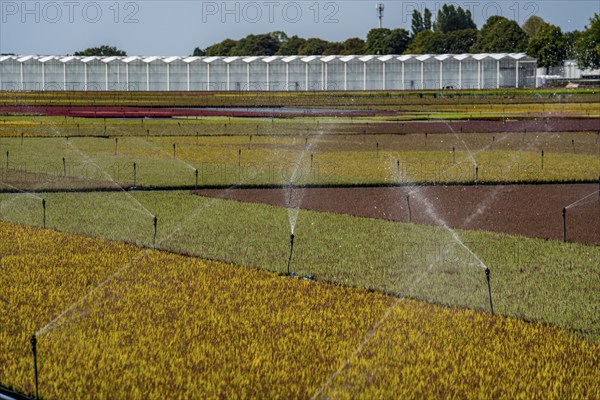 Horticultural business, irrigation with a sprinkler system, outdoors, plants grow here to be sold in flower shops, supermarkets, DIY stores, garden centres, North Rhine-Westphalia, Germany, Europe