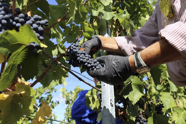 Grape grape harvest: Hand-picking Pinot Noir grapes in the Palatinate