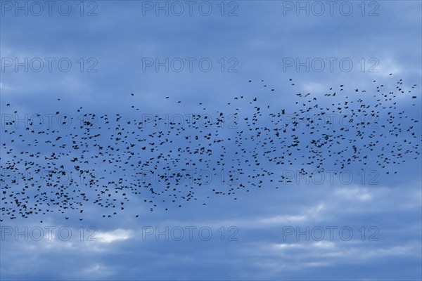 Flock of starlings in flight at dusk