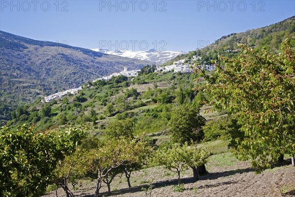 Village of Capileira in the River Rio Poqueira gorge valley, High Alpujarras, Sierra Nevada, Granada Province, Spain, Europe