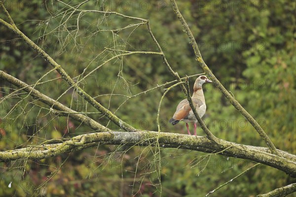 Egyptian Goose (Alopochen aegyptiaca) adult bird, Allgäu, Bavaria, Germany, Allgäu/Bavaria, Germany, Europe