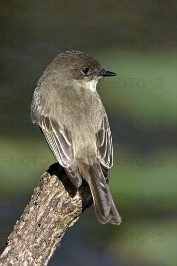 White-bellied Phoebe Flycatcher, Phoebe, Eastern Phoebe, (Sayornis phoebe), Anhinga Trail, Everglades NP, Florida, USA, North America