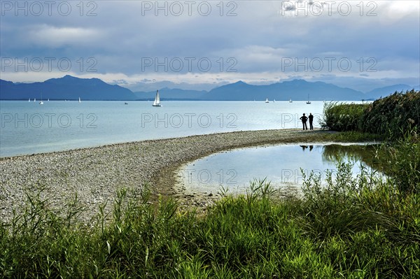 Common reed (Phragmites australis), gravel, beach, shore of Lake Chiemsee with Chiemgau Alps, Seebruck, Seeon, Chiemsee, Chiemgau, Upper Bavaria, Bavaria, Germany, Europe