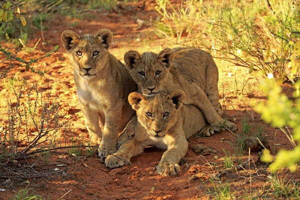 Lion (Panthera leo), three cubs, four months old, siblings, alert, curious, Tswalu Game Reserve, Kalahari, Northern Cape, South Africa, Africa