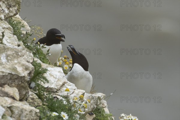 Razorbill (Alca torda) two adult birds arguing on a sea cliff ledge in the summer, Yorkshire, England, United Kingdom, Europe