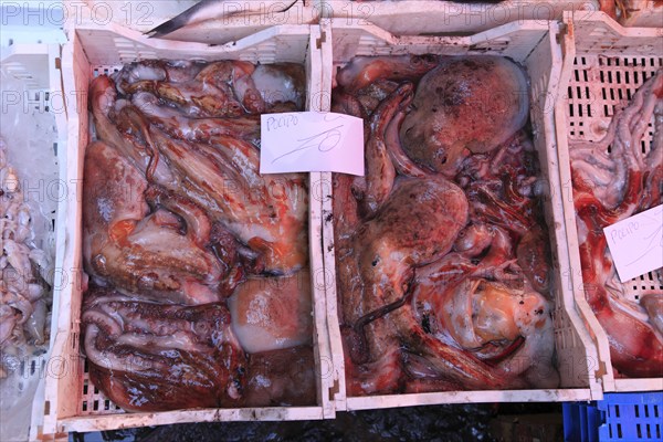 Fresh octopus at the historic Catania fish market, Catania, Sicily, Italy, Europe