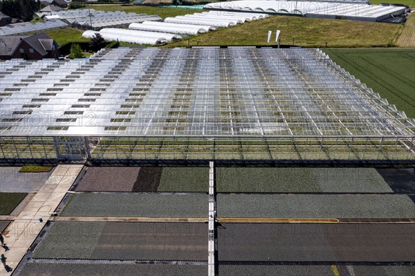 Horticultural business, irrigation with a sprinkler system, mobile on wheels in the open air, greenhouse, various types of potted plants grow here to be sold in flower shops, supermarkets, DIY stores, garden centres, North Rhine-Westphalia, Germany, Europe