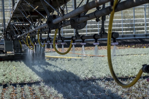 Horticultural business, irrigation with a sprinkler system, mobile on wheels in the open air, various types of potted plants grow here to be sold in flower shops, supermarkets, DIY stores, garden centres, North Rhine-Westphalia, Germany, Europe