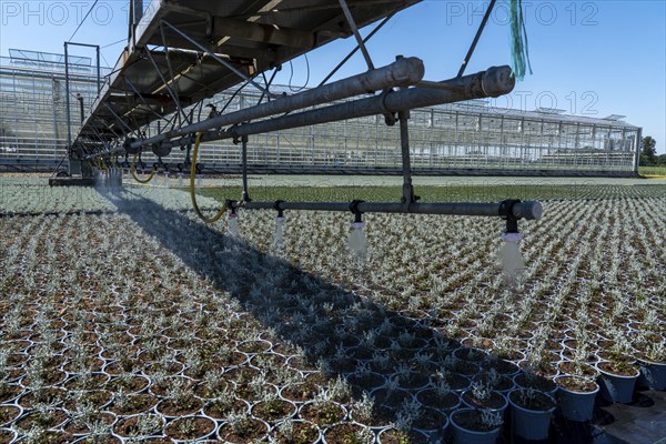 Horticultural business, irrigation with a sprinkler system, mobile on wheels in the open air, various types of potted plants grow here to be sold in flower shops, supermarkets, DIY stores, garden centres, North Rhine-Westphalia, Germany, Europe