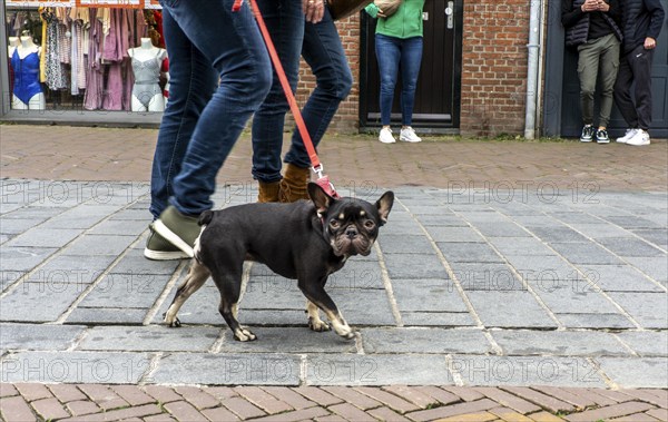 Dogs on a lead, on a pavement, dog perspective, walking between people in a pedestrian zone