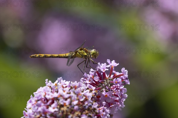 Common darter dragonfly (Sympetrum striolatum) adult insect resting on purple Buddleja flowers in a garden, Suffolk, England, United Kingdom, Europe