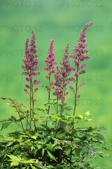 Astilbe, flowering, blossom, Elllerstadt, Germany, Europe