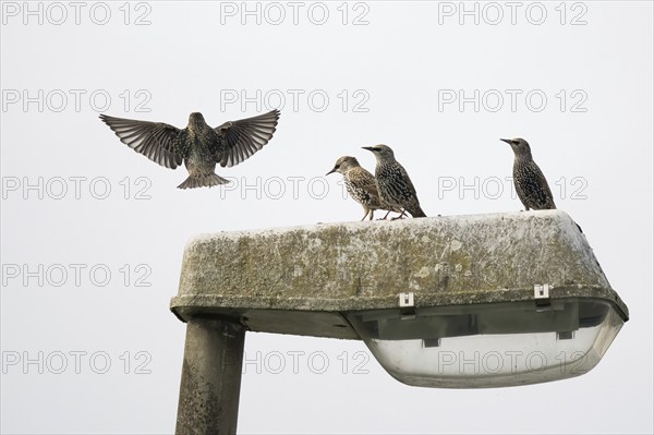 Three starlings (Sturnus vulgaris) sitting on a street lamp while another one is approaching, Hesse, Germany, Europe