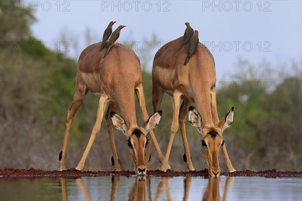 Black heeler antelope (Aepyceros melampus), adult, female, two females, at the water, drinking, with red-billed oxpecker (Buphagus erythrorhynchus), symbiosis, Kruger National Park, Kruger National Park, Kruger National Park South Africa