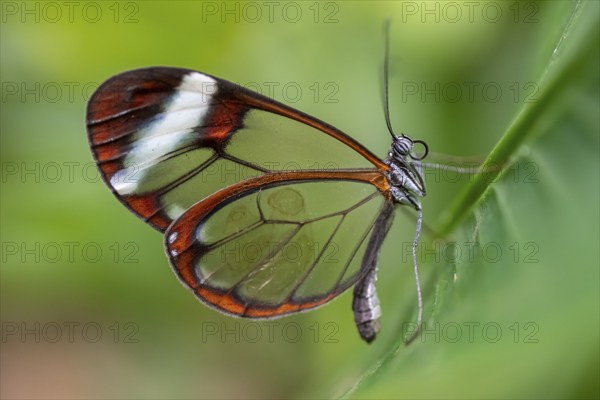 Glasswing butterfly (Greta oto), butterfly with transparent wings sitting on a leaf, Alajuela province, Costa Rica, Central America