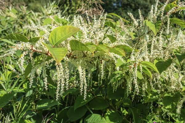 Flowering Japanese Knotweed (Fallopia Japonica), an invasive piece in a forest clearing in Ystad, Scania, Sweden, Scandinavia, Europe