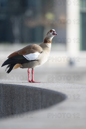 Nile Goose (Alopochen aegyptiaca, standing on a grey concrete wall, which is bent in a semicircle, looking to the right in front, in the background the blurred window front of a café, Phoenix Lake, Dortmund, Germany, Europe