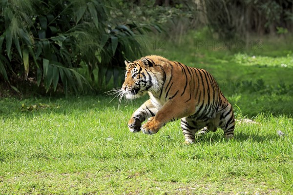 Sumatran Tiger (Panthera tigris sumatrae), adult male hunting, focussed, alert, Sumatra