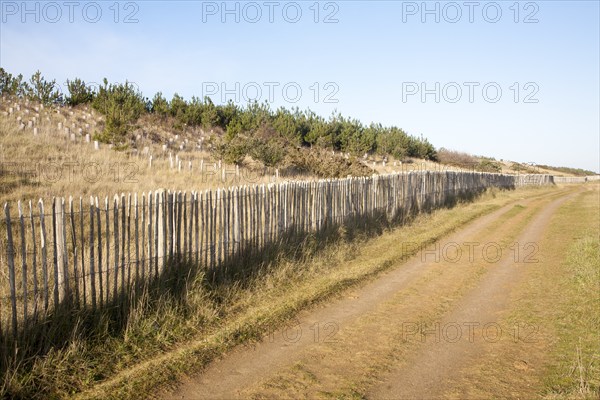 Wooden fence of sand dune conservation scheme at Sizewell, Leiston, Suffolk, England, United Kingdom, Europe