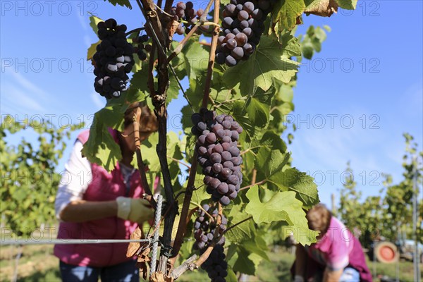 Grape grape harvest: Hand-picking of Pinot Gris grapes in the Palatinate (Norbert Groß winery, Meckenheim)