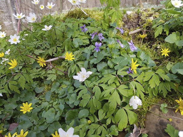 Forest flowers, white wood anemone (Anamone nemorosa) yellow lesser celandine (Ficaria verna) purple wood violet (Viola reichenbachiana) Allgäu, Bavaria, Germany, Allgäu/Bavaria, Germany, Europe