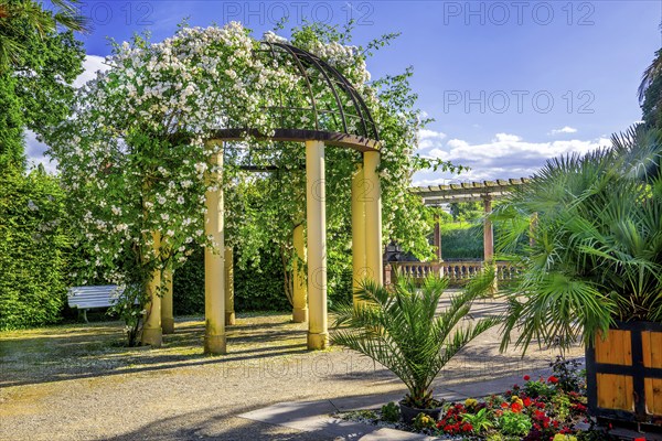 Pavilion with climbing roses in the spa gardens, spa town of Bad Pyrmont, Lower Saxony state spa, Emmer, Emmertal, Weserbergland, Lower Saxony, Germany, Europe