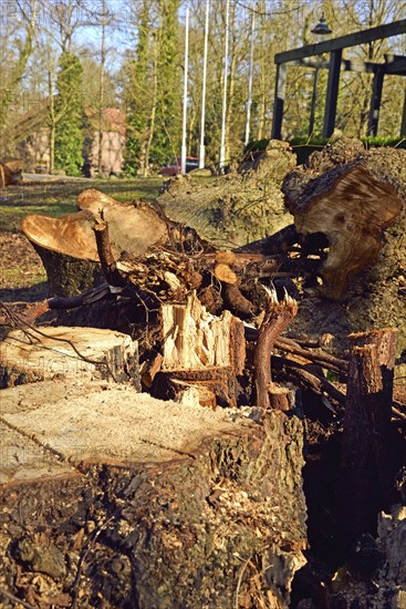 Europe, Germany, Lower Saxony, tree stump, tree felling, hollow, diseased tree, Hamburg, Hamburg, Federal Republic of Germany, Europe