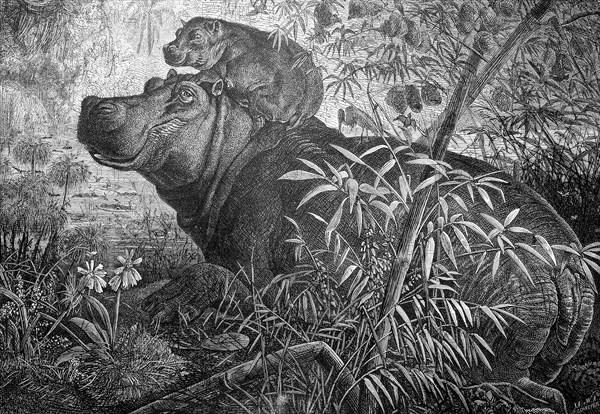 Hippopotamus with young in East Africa, Historical, digitally restored reproduction from a 19th century original, Record date not stated