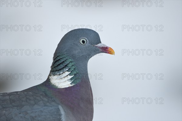 Wood pigeon (Columba palumbus), portrait, in the snow, winter feeding, Oberhausen, Ruhr area, North Rhine-Westphalia, Germany, Europe