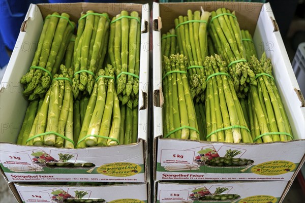 Asparagus farm, green asparagus is washed, cut and sorted by quality after harvesting, near Dormagen, Rhineland, North Rhine-Westphalia, Germany, Europe