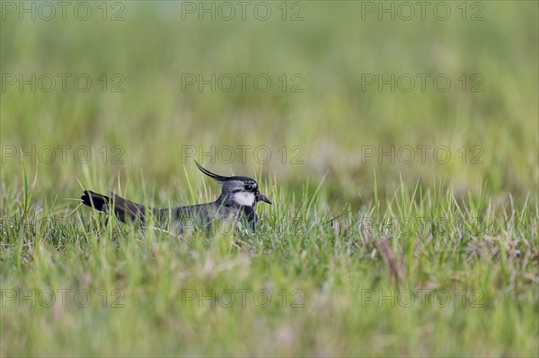 Northern lapwing (Vanellus vanellus), Lower Saxony, Germany, Europe