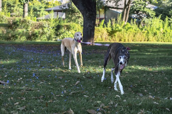 A female greyhound leads her male companion through the park on a leash. Funny scene