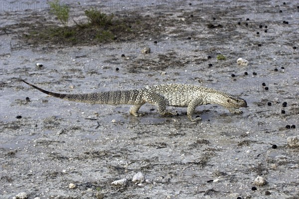 Steppe monitor lizard, (Varanus exanthematicus), looking for food after a rain shower, Etosha National Park, Namibia, Africa, Etosha, Africa