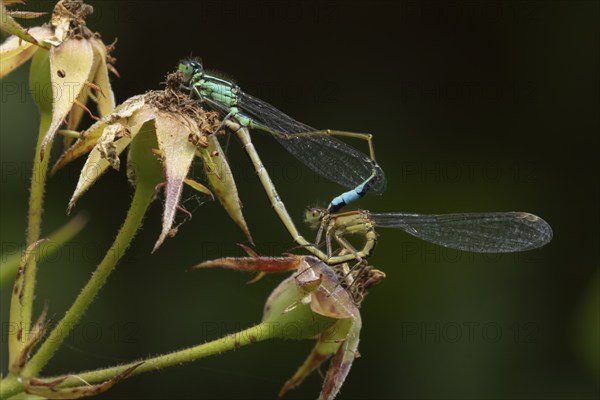 Common blue damselfly (Enallagma cyathigerum) two adult insects mating on a Rose plant flower buds, Suffolk, England, United Kingdom, Europe