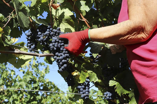 Grape grape harvest: Hand-picking Pinot Noir grapes in the Palatinate