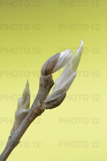 White willow (Salix alba), leaf buds in spring, North Rhine-Westphalia, Germany, Europe