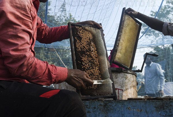 Bee keepers working in a bee farm near a masturd field in a village in Barpeta district of Assam in India on Wednesday 22 December 2021. The beekeeping business is one of the most profitable businesses in India. India has more than 3.5 million bee colonies. Indian apiculture market size is expected to reach a value of Rs 33, 128 million by 2024