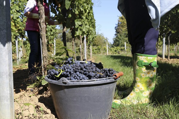 Grape grape harvest: Hand-picking Pinot Noir grapes in the Palatinate (Norbert Groß Winery, Meckenheim)