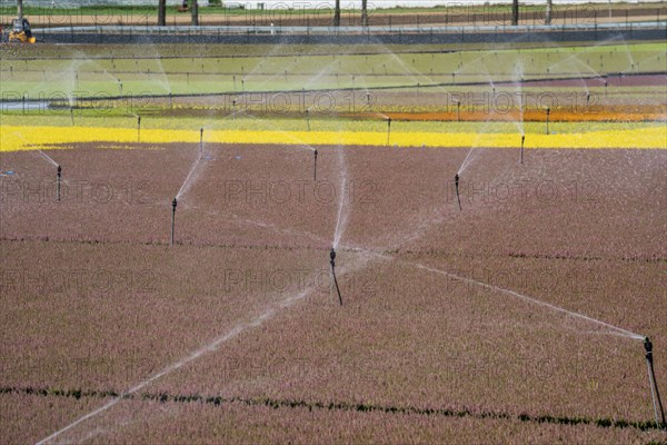 Horticultural business, irrigation with a sprinkler system, outdoors, plants grow here to be sold in flower shops, supermarkets, DIY stores, garden centres, North Rhine-Westphalia, Germany, Europe