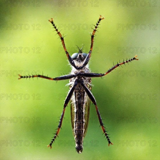 Insect in bottom view on a glass pane in front of a natural green background, Witten, Ruhr area, North Rhine-Westphalia, Germany, Europe