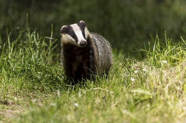 A badger moving through the grass in daylight, european badger (Meles meles), Germany, Europe