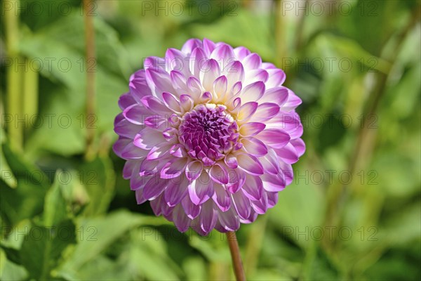 Decorative dahlias (Dahlia), Martina variety, white and pink flower, North Rhine-Westphalia, Germany, Europe