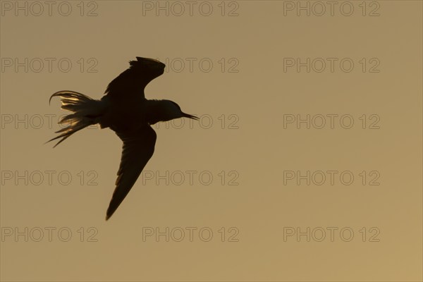 Little tern (Sternula albifrons) adult bird shaking in flight as it washs itself at sunset, Suffolk, England, United Kingdom, Europe