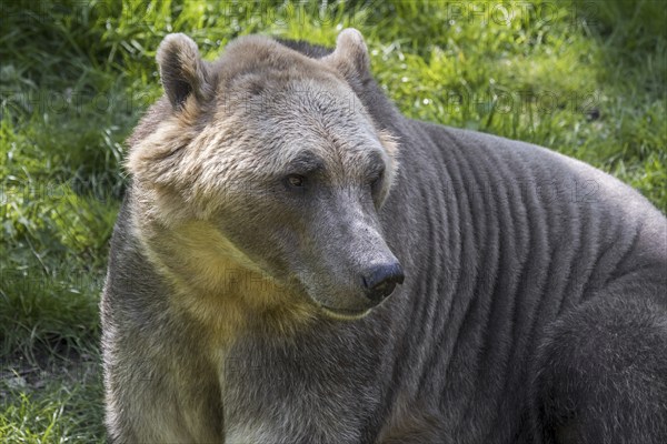 Polar bear, brown bear hybrid, polar bear-grizzly bear hybrid also called grolar bear, pizzly bear, nanulak, rare ursid hybrid