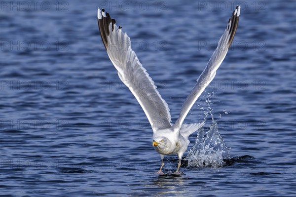 European herring gull (Larus argentatus) adult seagull taking off from sea water surface along the North Sea coast in summer