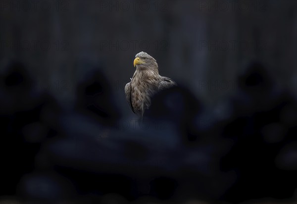 White-tailed eagle (Haliaeetus albicilla) foraging, surrounded by ravens, food envy, ravens, winter feeding, large water area, lake landscape, adult bird, plumage care, Kampinoski National Park, Poland, Europe